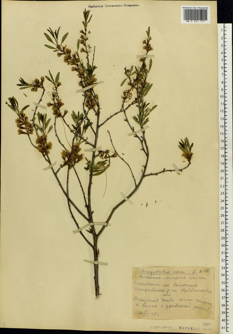 Prunus tenella Batsch, Eastern Europe, Middle Volga region (E8) (Russia)