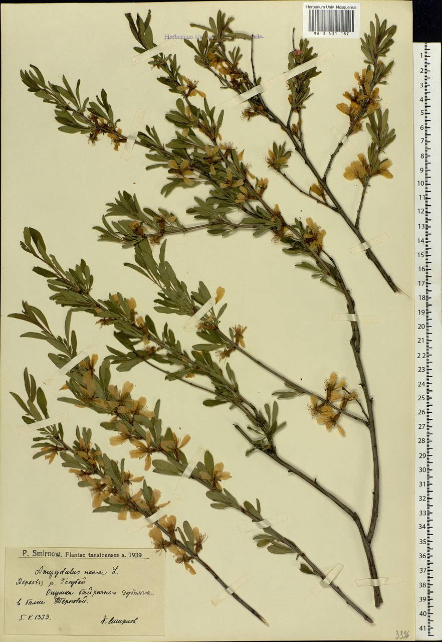 Prunus tenella Batsch, Eastern Europe, Lower Volga region (E9) (Russia)