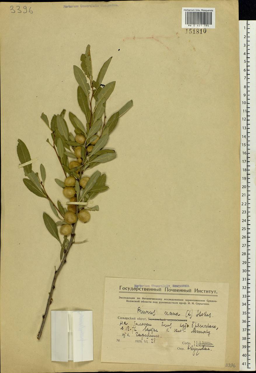 Prunus tenella Batsch, Eastern Europe, Eastern region (E10) (Russia)