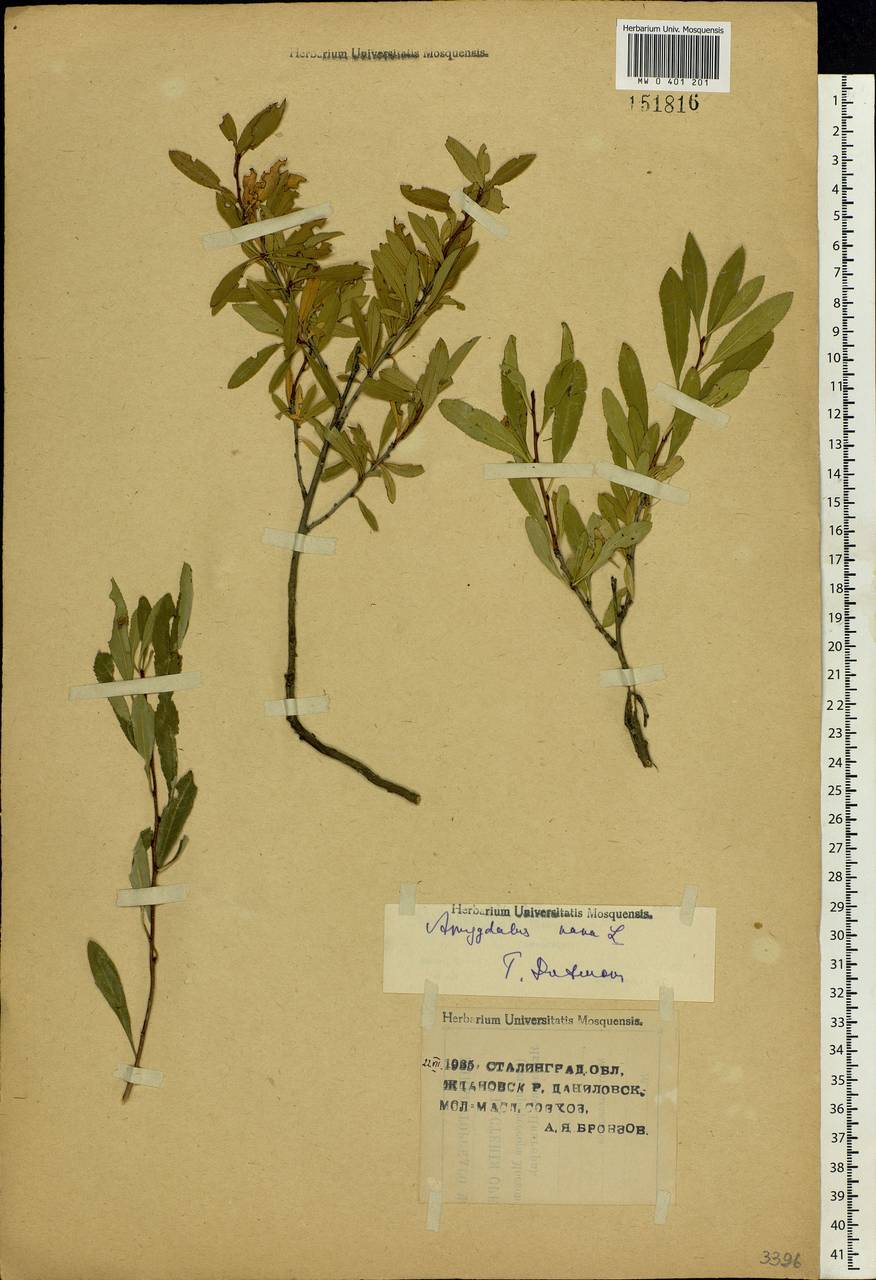 Prunus tenella Batsch, Eastern Europe, Lower Volga region (E9) (Russia)