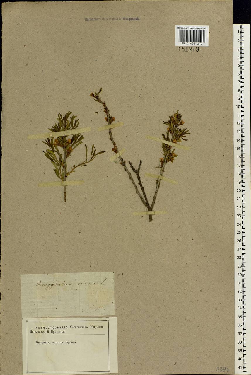 Prunus tenella Batsch, Eastern Europe, Lower Volga region (E9) (Russia)