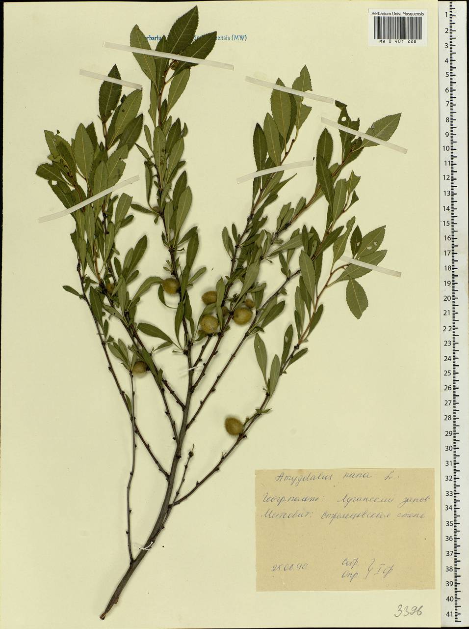 Prunus tenella Batsch, Eastern Europe, North Ukrainian region (E11) (Ukraine)