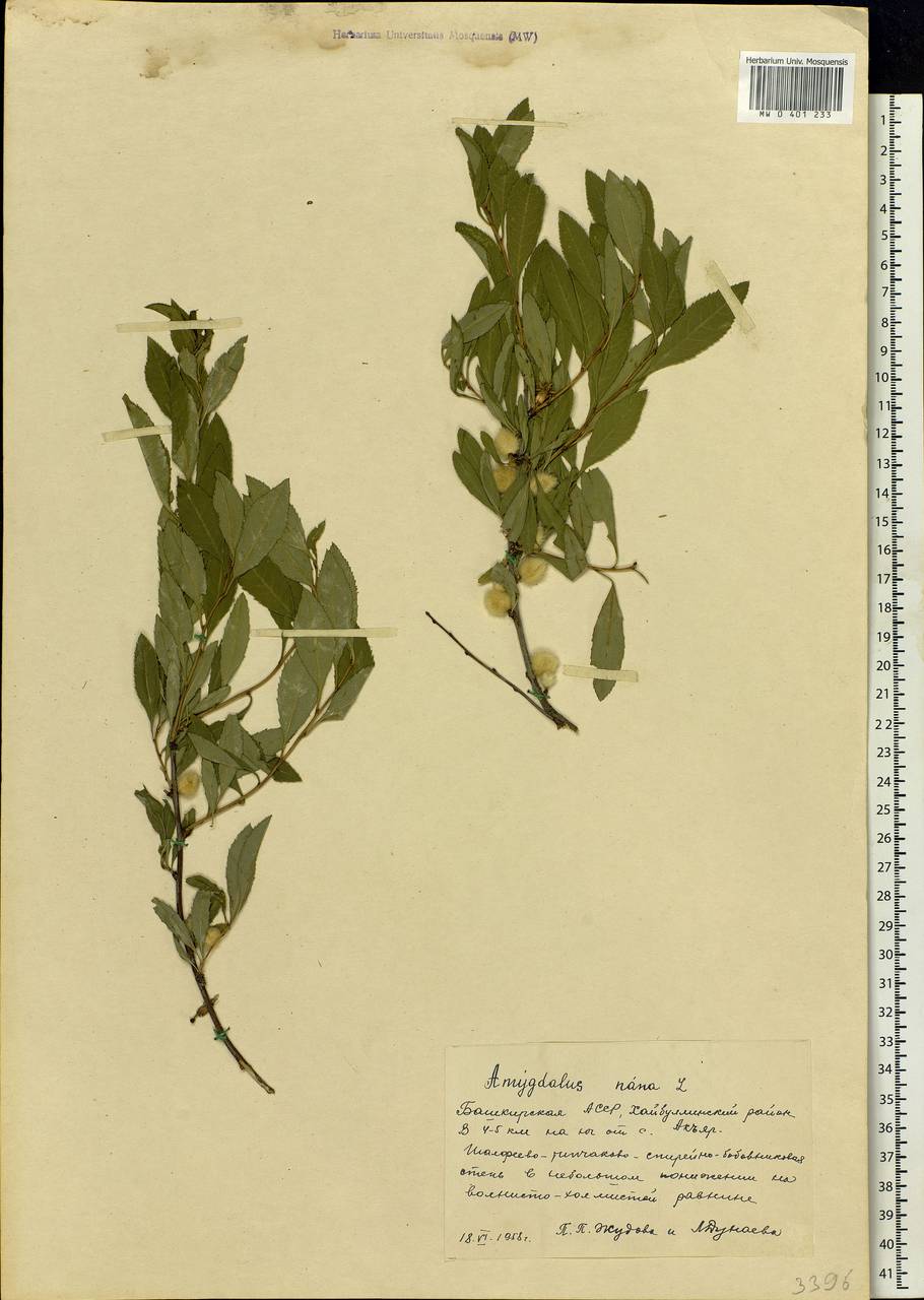 Prunus tenella Batsch, Eastern Europe, Eastern region (E10) (Russia)