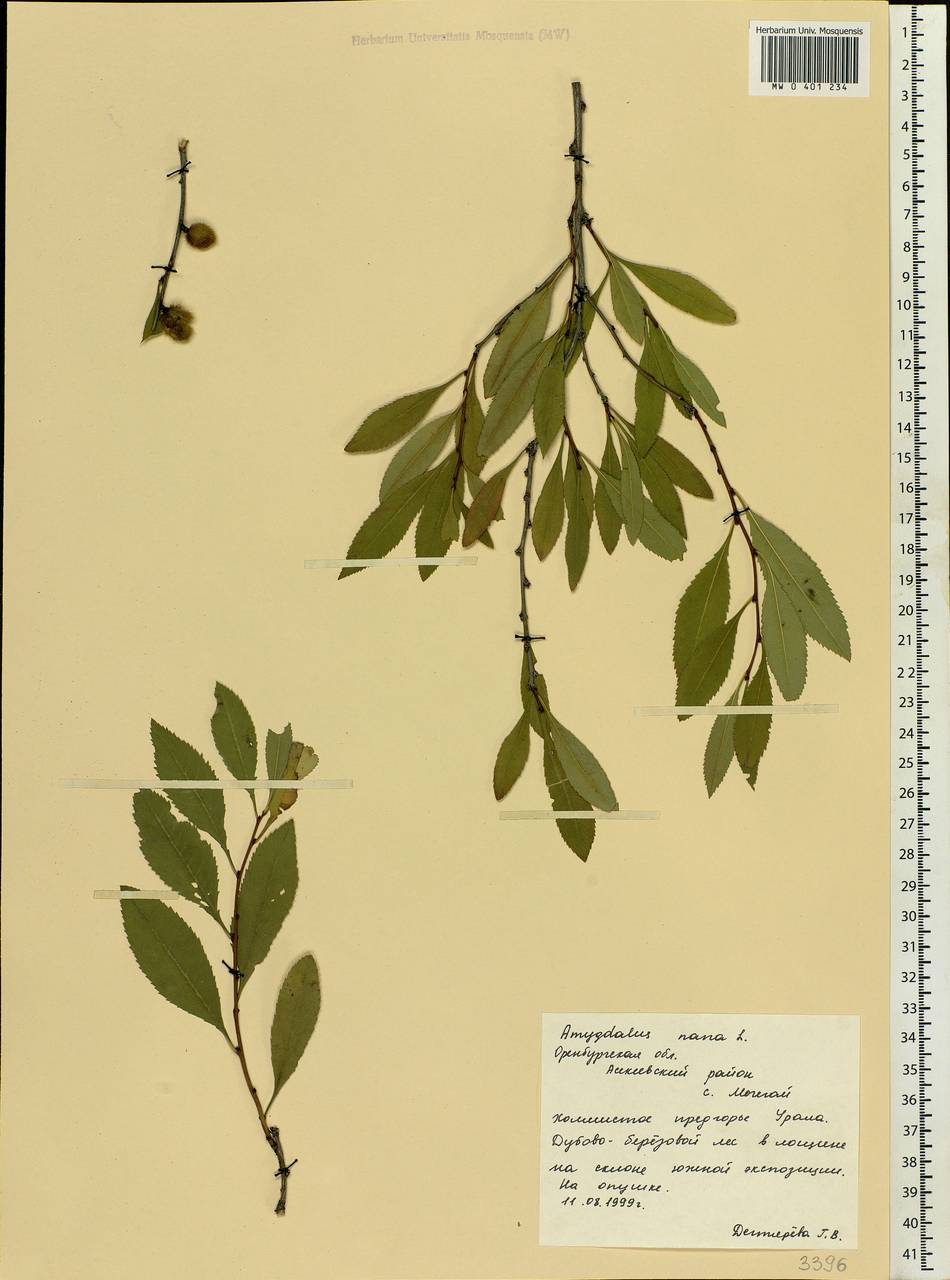 Prunus tenella Batsch, Eastern Europe, Eastern region (E10) (Russia)