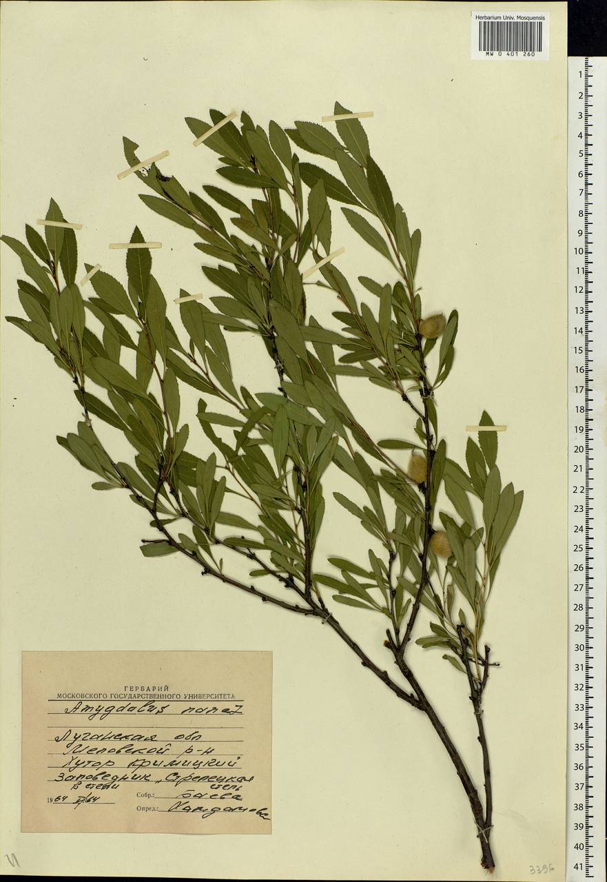Prunus tenella Batsch, Eastern Europe, North Ukrainian region (E11) (Ukraine)