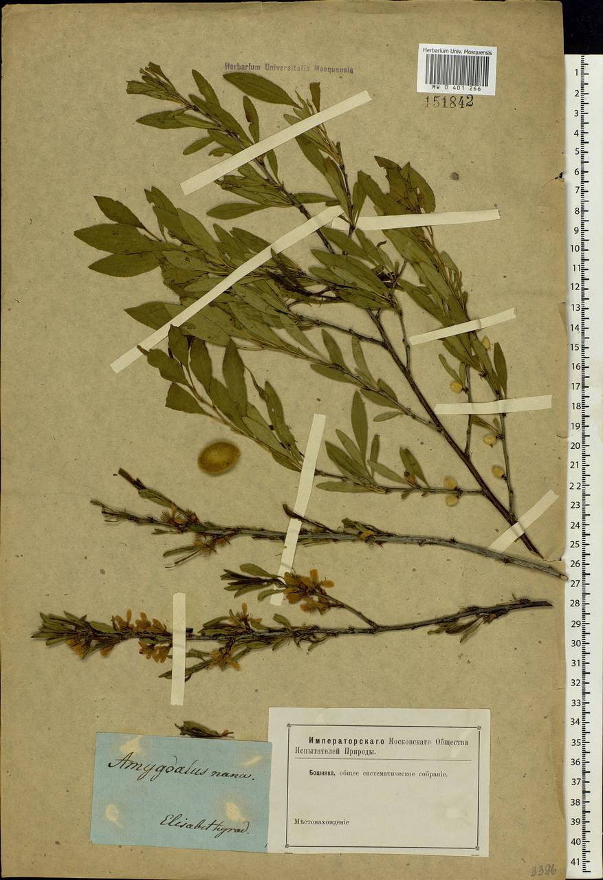 Prunus tenella Batsch, Eastern Europe, South Ukrainian region (E12) (Ukraine)