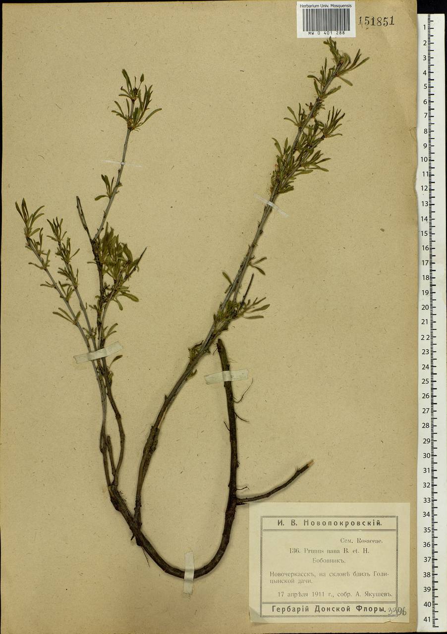 Prunus tenella Batsch, Eastern Europe, Rostov Oblast (E12a) (Russia)