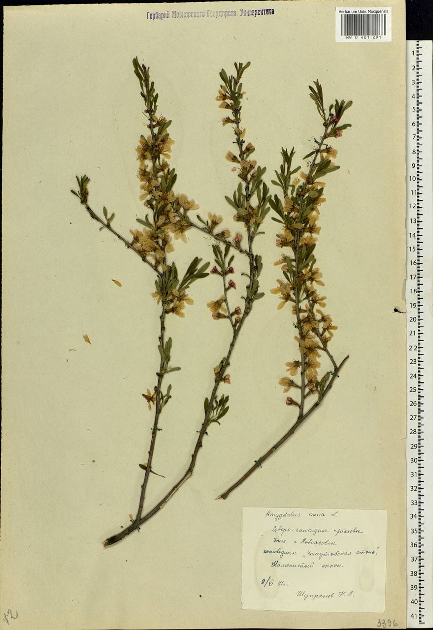 Prunus tenella Batsch, Eastern Europe, South Ukrainian region (E12) (Ukraine)