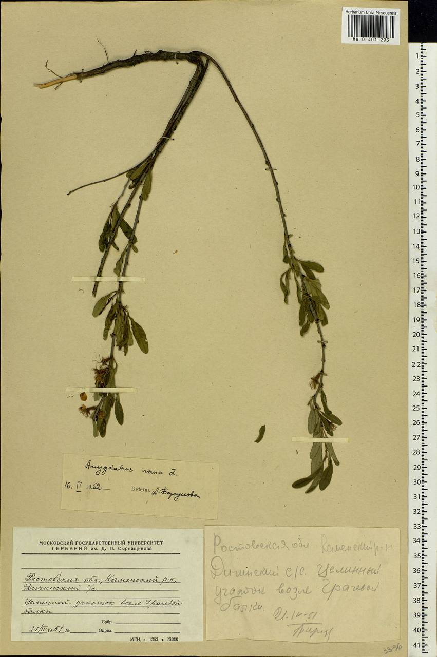 Prunus tenella Batsch, Eastern Europe, Rostov Oblast (E12a) (Russia)