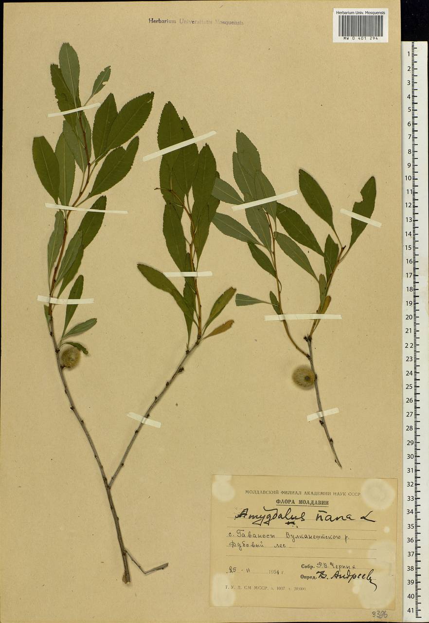Prunus tenella Batsch, Eastern Europe, Moldova (E13a) (Moldova)