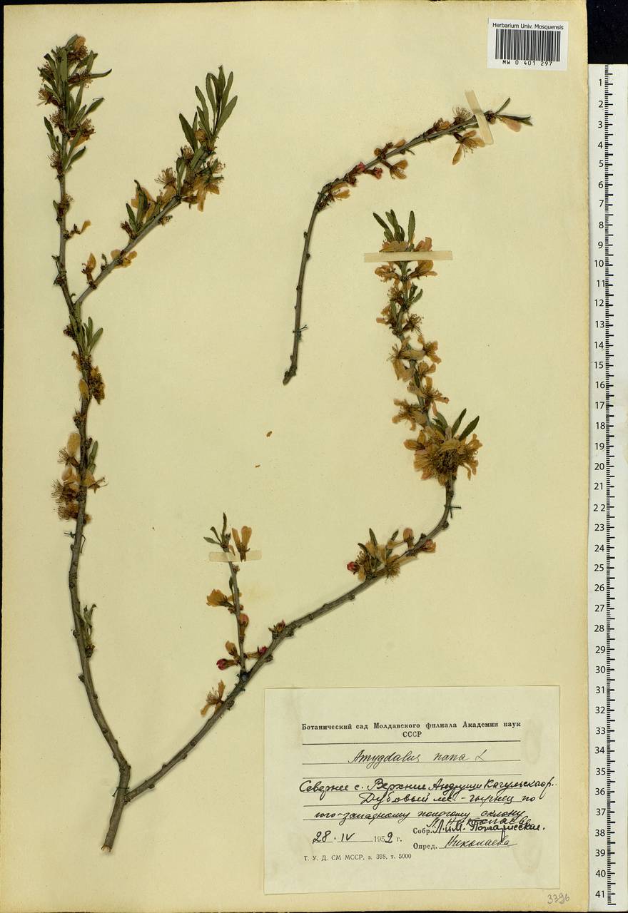 Prunus tenella Batsch, Eastern Europe, Moldova (E13a) (Moldova)