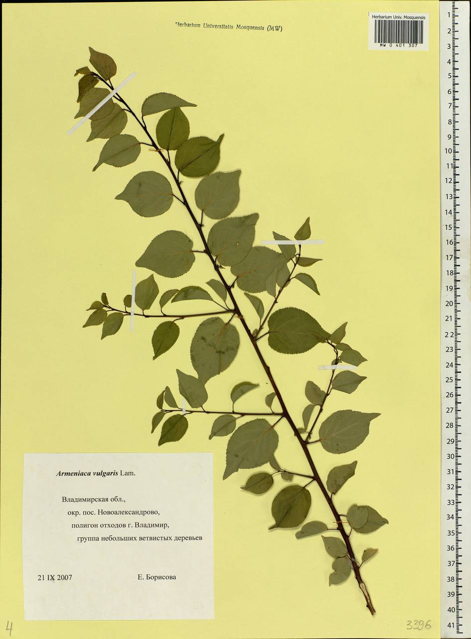 Prunus armeniaca L., Eastern Europe, Central region (E4) (Russia)