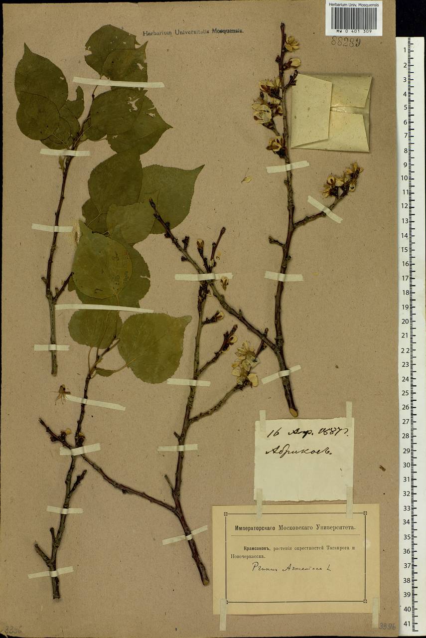 Prunus armeniaca L., Eastern Europe, Rostov Oblast (E12a) (Russia)