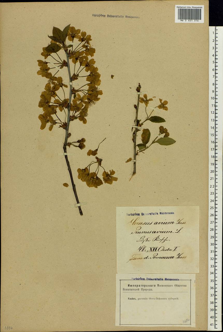 Prunus avium (L.) L., Eastern Europe, Latvia (E2b) (Latvia)