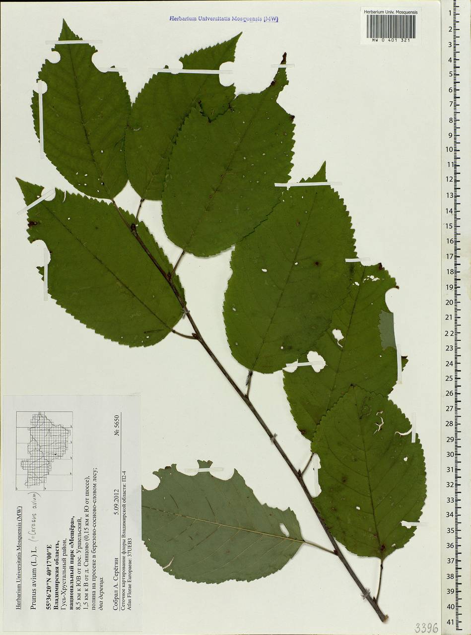 Prunus avium (L.) L., Eastern Europe, Central region (E4) (Russia)