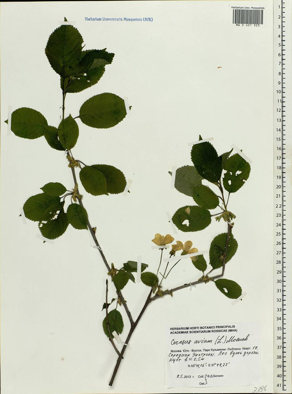 Prunus avium (L.) L., Eastern Europe, Moscow region (E4a) (Russia)
