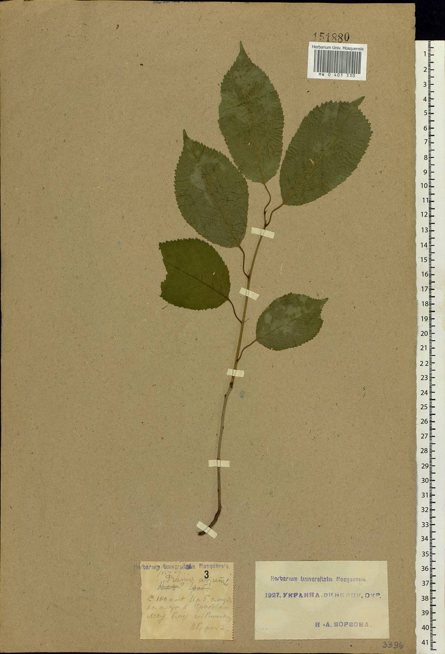 Prunus avium (L.) L., Eastern Europe, South Ukrainian region (E12) (Ukraine)