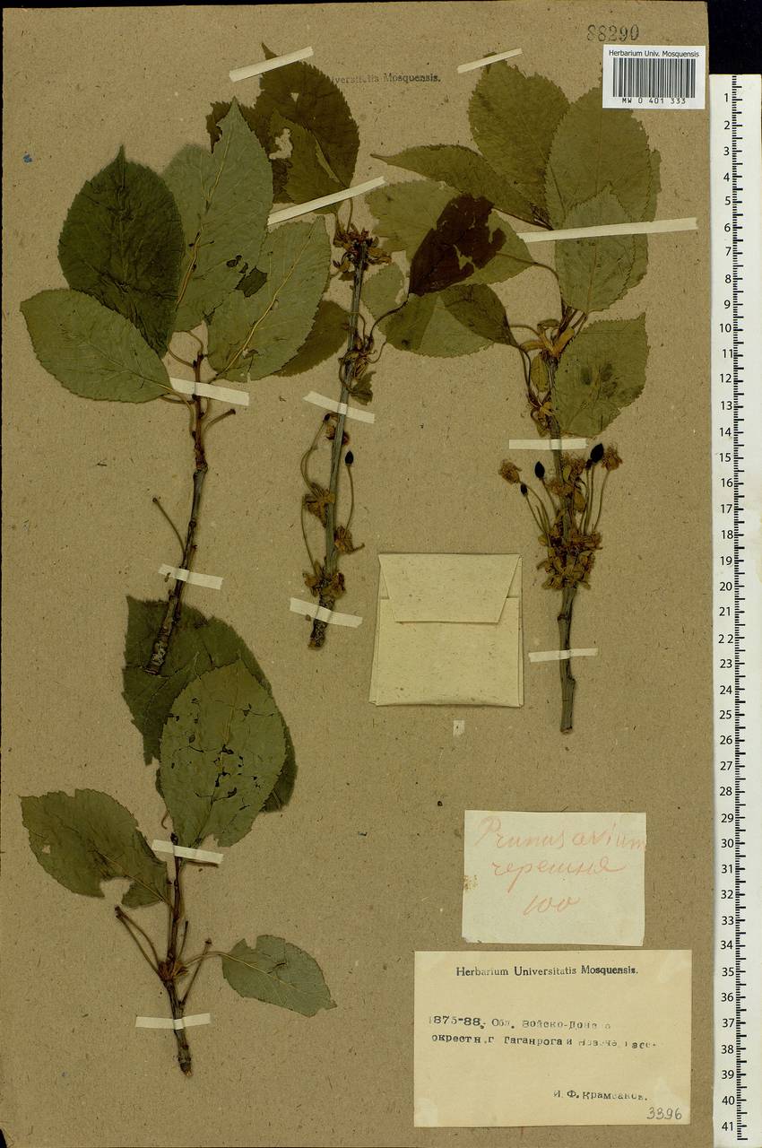 Prunus avium (L.) L., Eastern Europe, Rostov Oblast (E12a) (Russia)