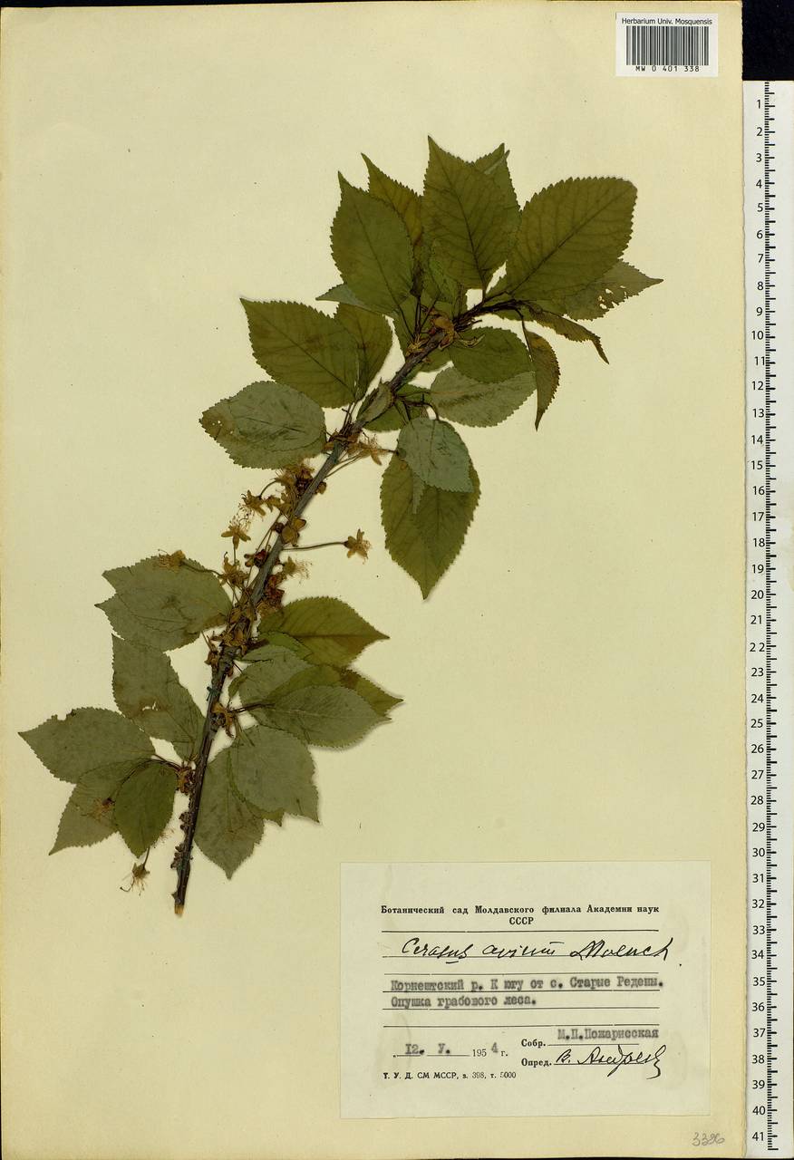 Prunus avium (L.) L., Eastern Europe, Moldova (E13a) (Moldova)