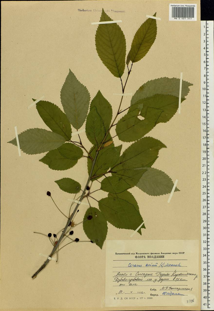 Prunus avium (L.) L., Eastern Europe, Moldova (E13a) (Moldova)