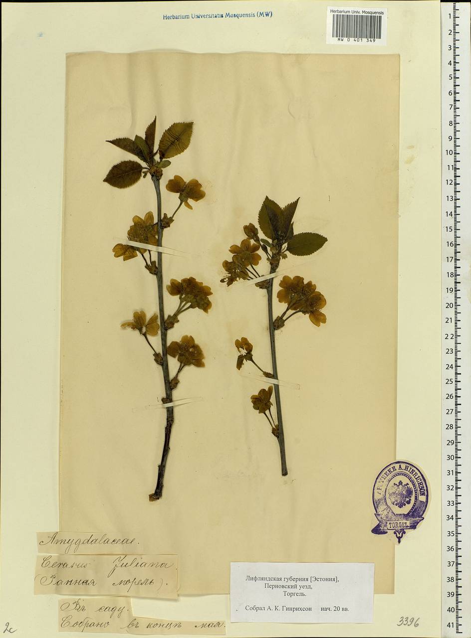 Prunus fruticosa Pall., Eastern Europe, Estonia (E2c) (Estonia)