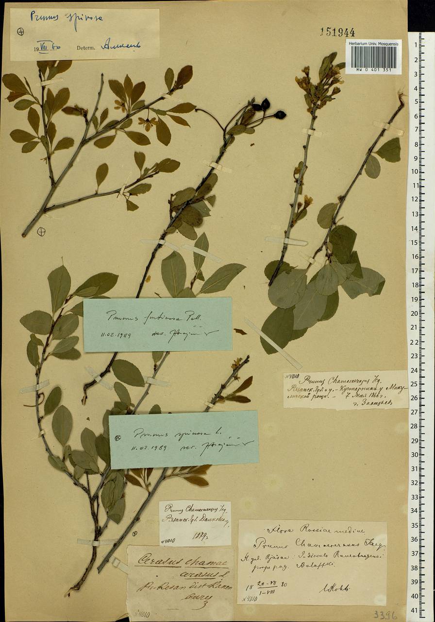 Prunus fruticosa Pall., Eastern Europe, Central region (E4) (Russia)