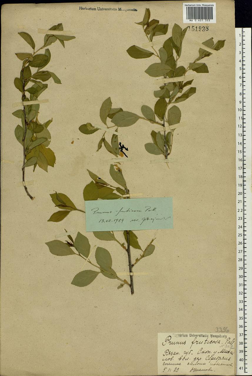 Prunus fruticosa Pall., Eastern Europe, Central region (E4) (Russia)