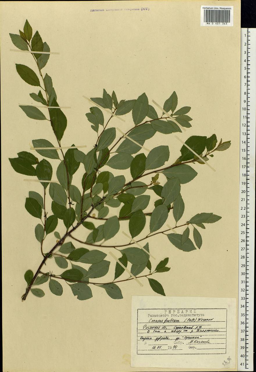 Prunus fruticosa Pall., Eastern Europe, Central region (E4) (Russia)