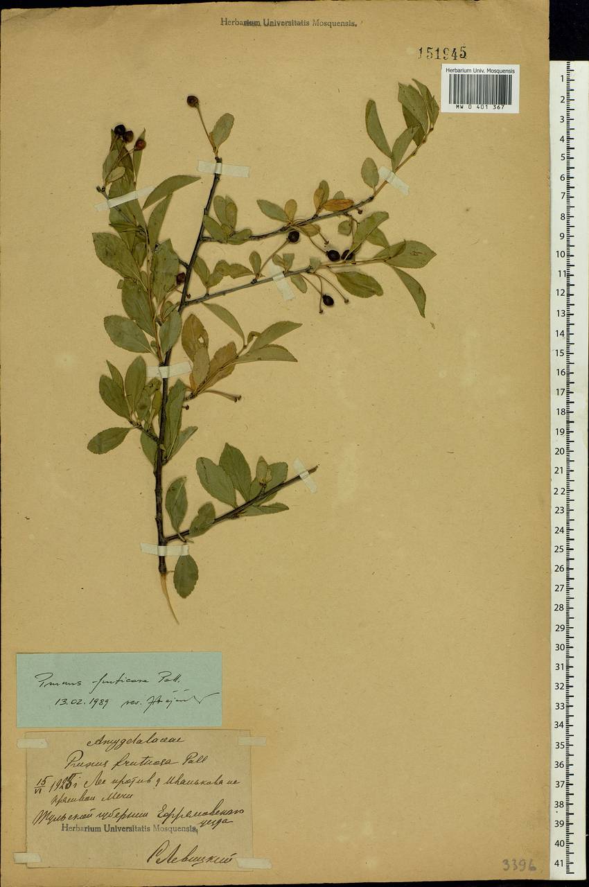 Prunus fruticosa Pall., Eastern Europe, Central region (E4) (Russia)