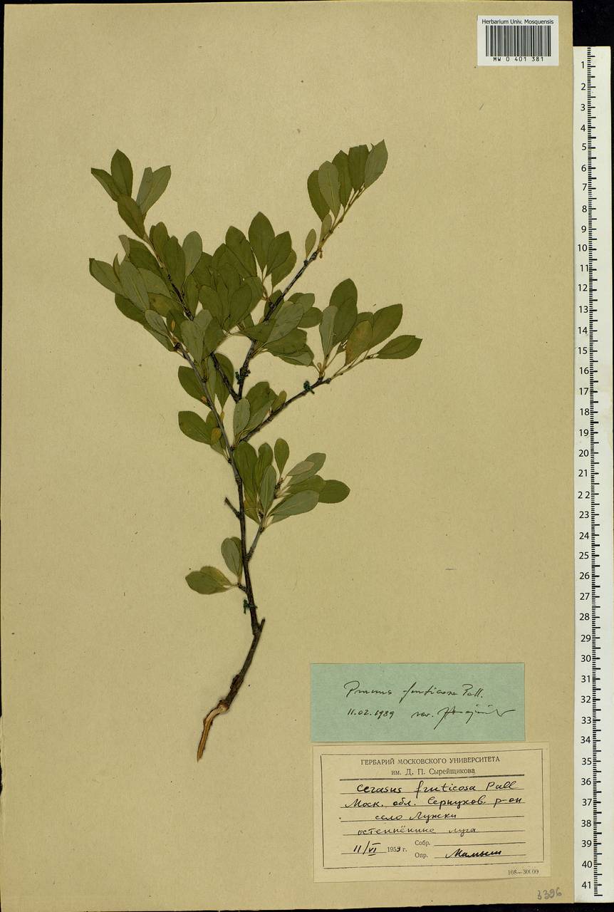 Prunus fruticosa Pall., Eastern Europe, Moscow region (E4a) (Russia)