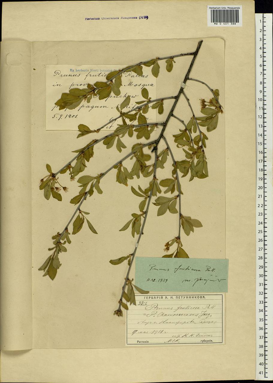 Prunus fruticosa Pall., Eastern Europe, Moscow region (E4a) (Russia)