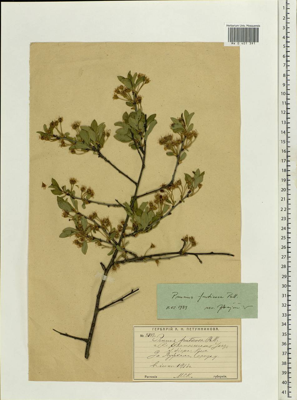 Prunus fruticosa Pall., Eastern Europe, Moscow region (E4a) (Russia)