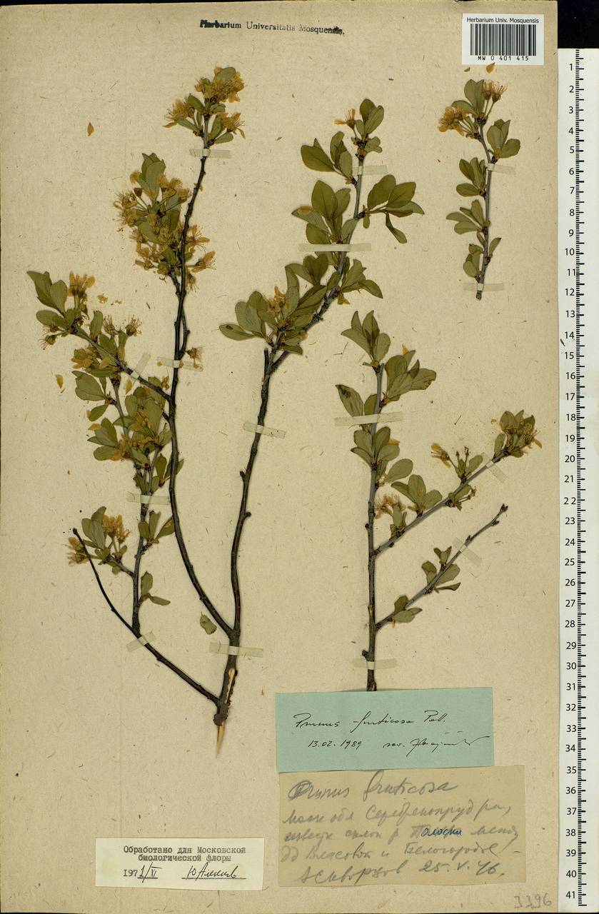 Prunus fruticosa Pall., Eastern Europe, Moscow region (E4a) (Russia)