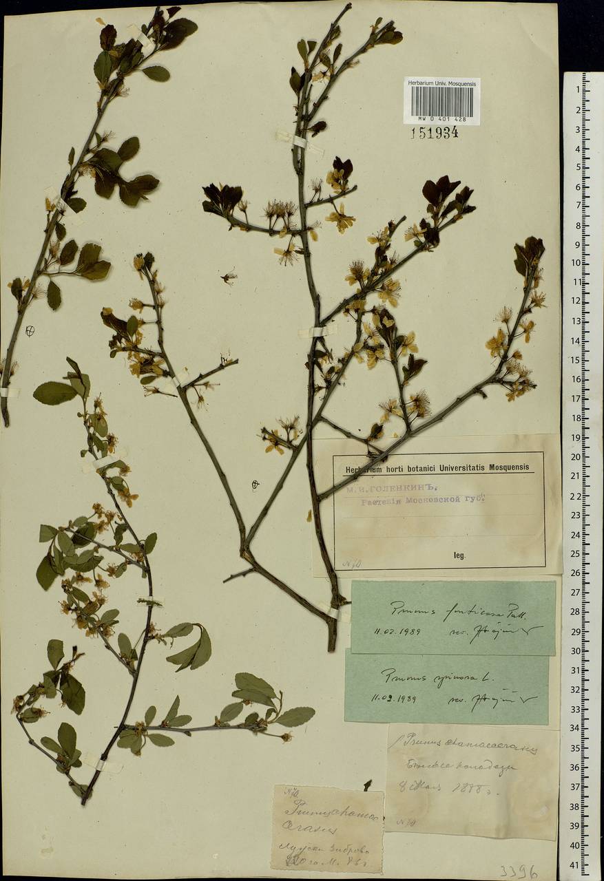 Prunus fruticosa Pall., Eastern Europe, Moscow region (E4a) (Russia)
