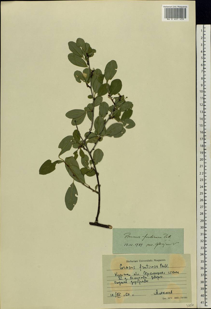 Prunus fruticosa Pall., Eastern Europe, Central forest-and-steppe region (E6) (Russia)