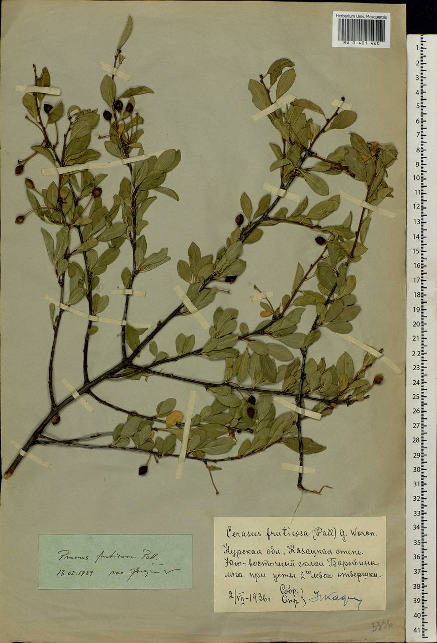 Prunus fruticosa Pall., Eastern Europe, Central forest-and-steppe region (E6) (Russia)