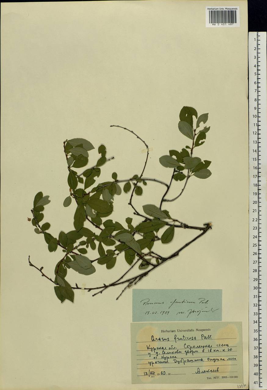 Prunus fruticosa Pall., Eastern Europe, Central forest-and-steppe region (E6) (Russia)