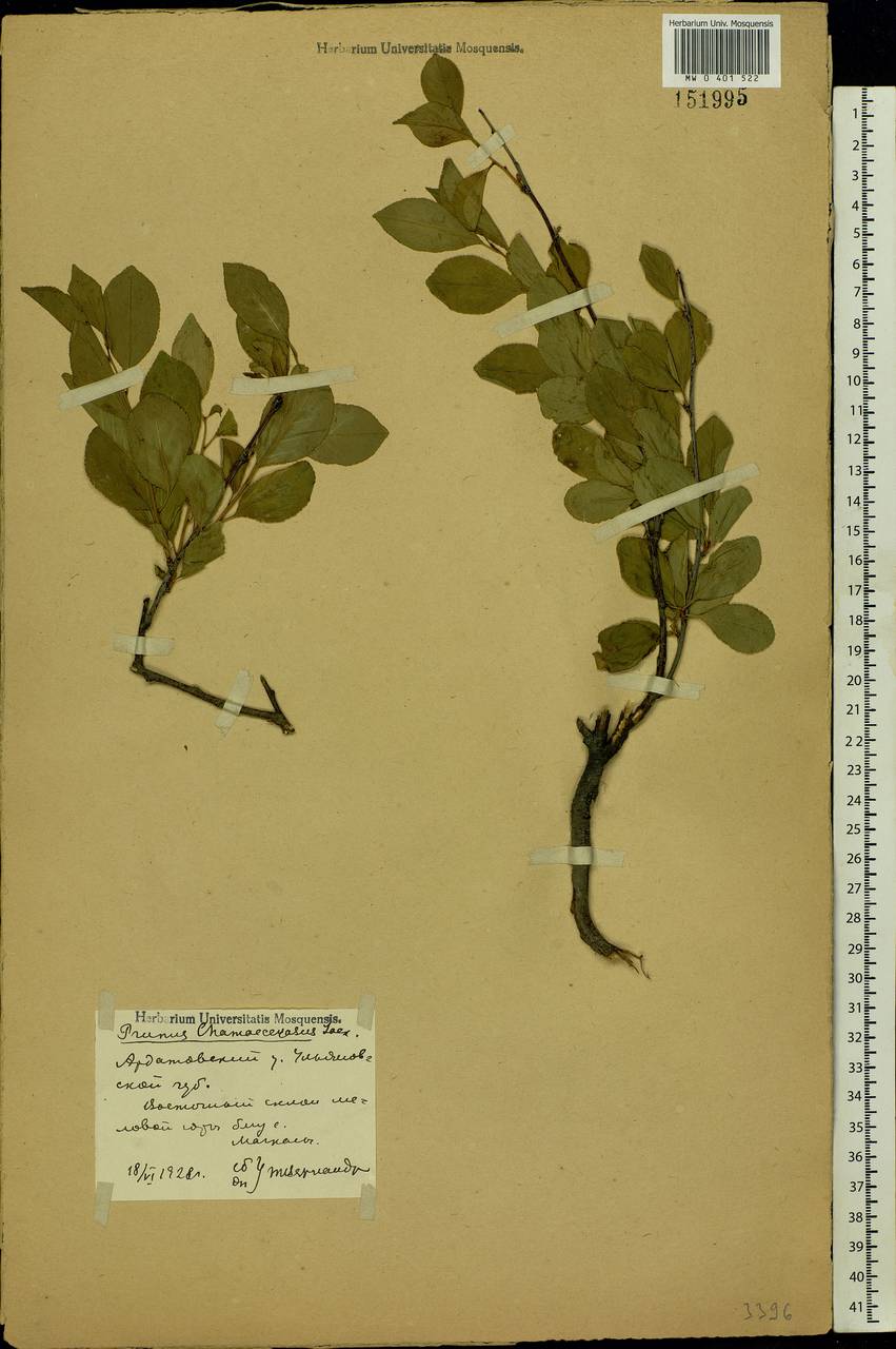 Prunus fruticosa Pall., Eastern Europe, Middle Volga region (E8) (Russia)