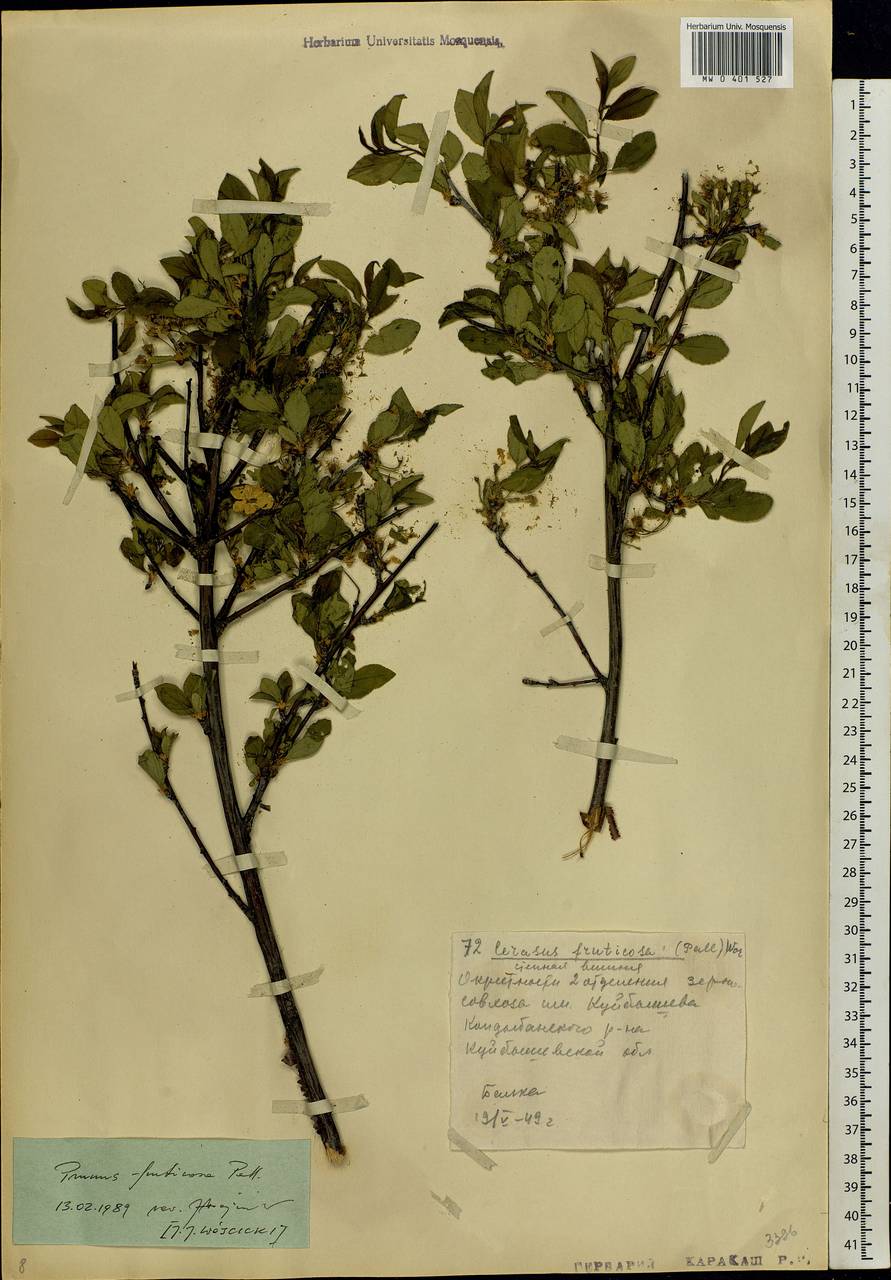 Prunus fruticosa Pall., Eastern Europe, Middle Volga region (E8) (Russia)