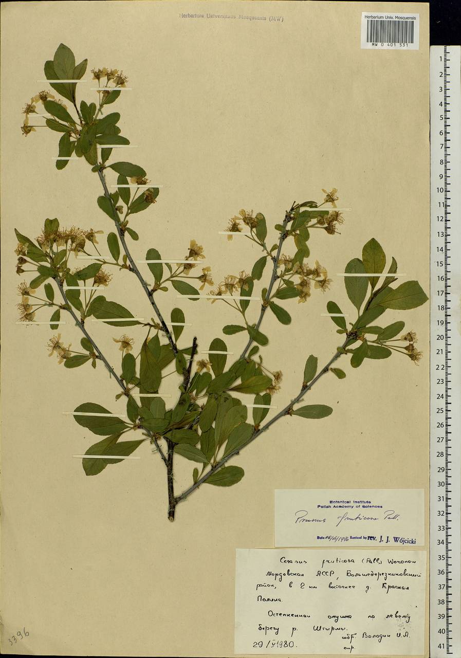 Prunus fruticosa Pall., Eastern Europe, Middle Volga region (E8) (Russia)