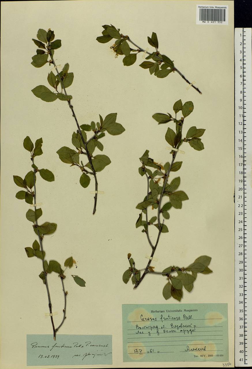 Prunus fruticosa Pall., Eastern Europe, Lower Volga region (E9) (Russia)