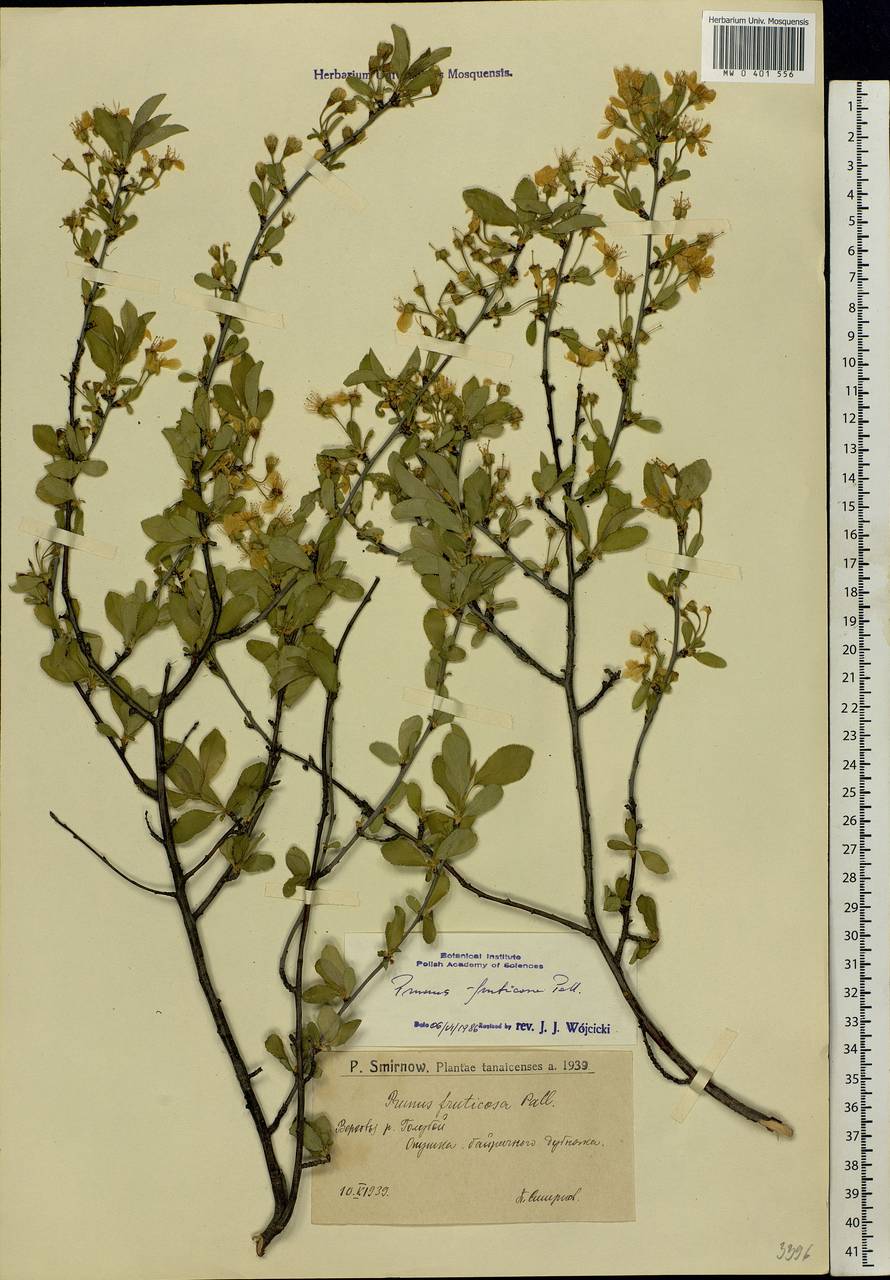 Prunus fruticosa Pall., Eastern Europe, Lower Volga region (E9) (Russia)