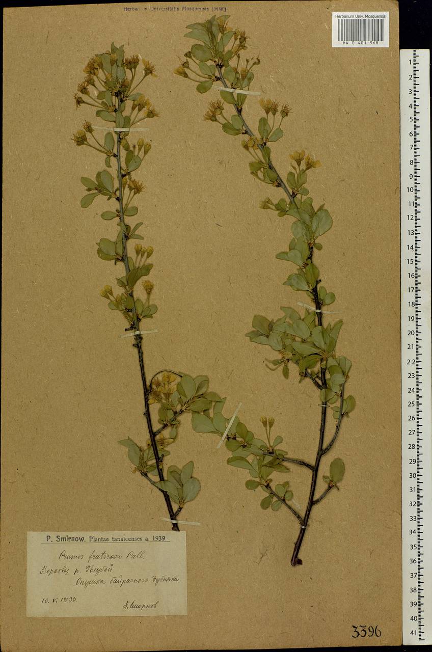 Prunus fruticosa Pall., Eastern Europe, Lower Volga region (E9) (Russia)