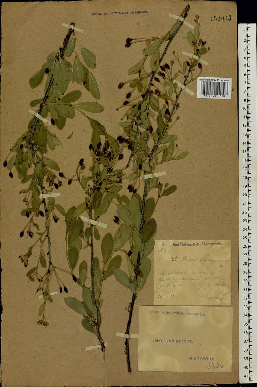 Prunus fruticosa Pall., Eastern Europe, Eastern region (E10) (Russia)