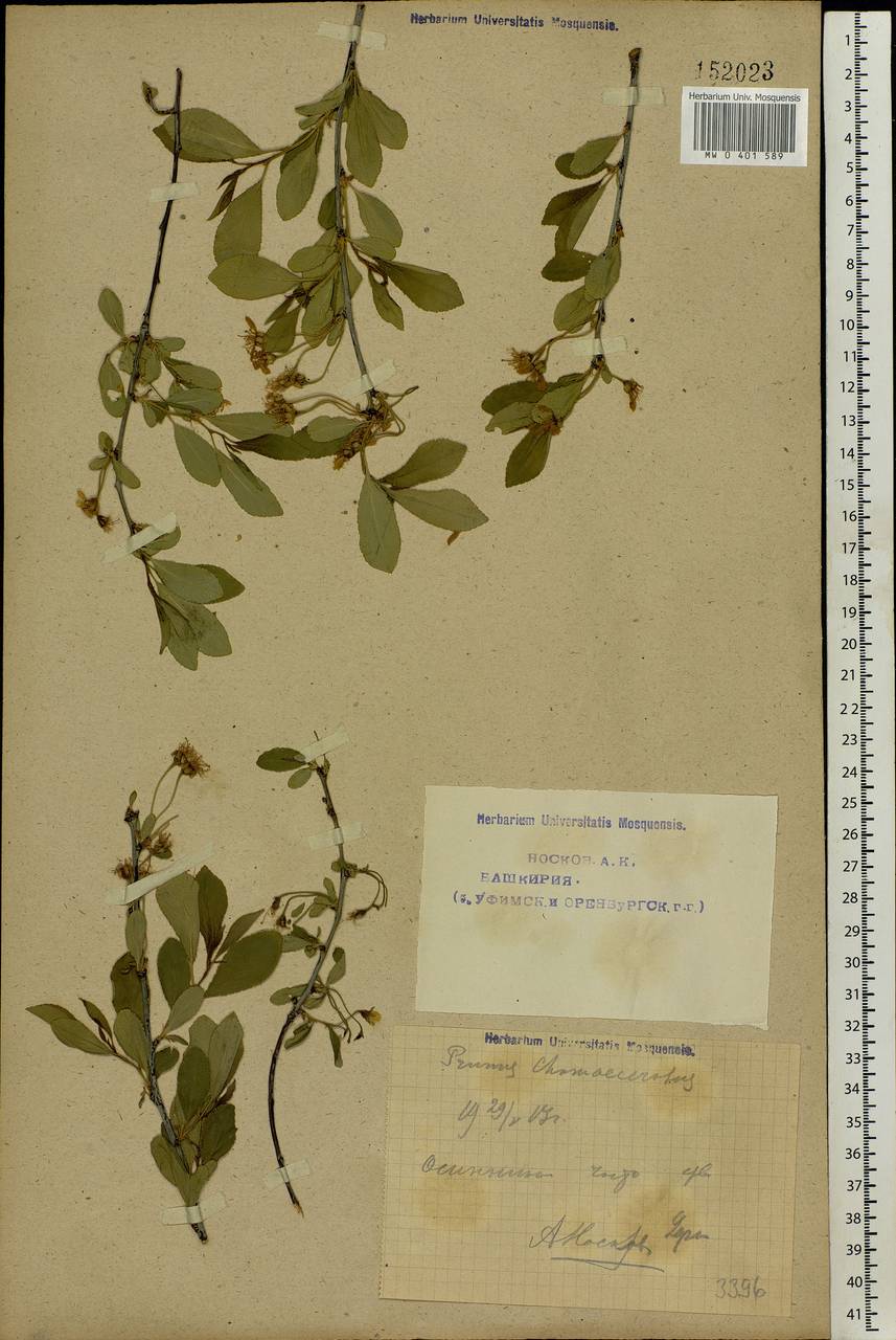 Prunus fruticosa Pall., Eastern Europe, Eastern region (E10) (Russia)