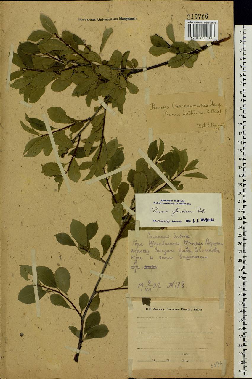 Prunus fruticosa Pall., Eastern Europe, Eastern region (E10) (Russia)