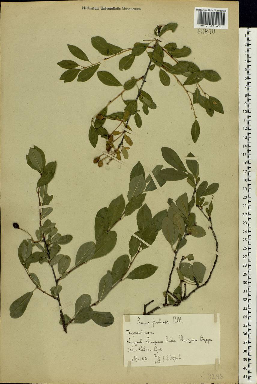 Prunus fruticosa Pall., Eastern Europe, Rostov Oblast (E12a) (Russia)