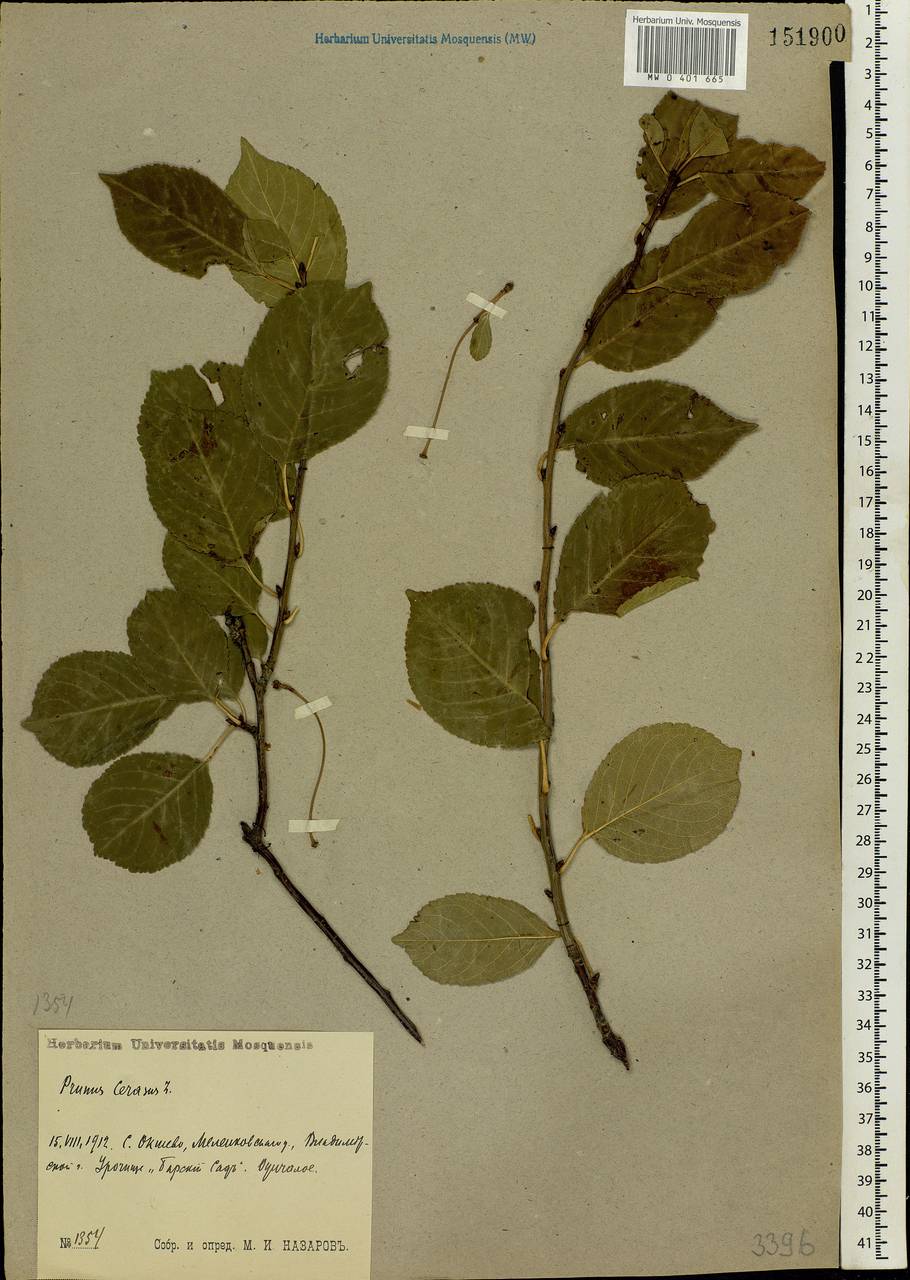 Prunus cerasus subsp. cerasus, Eastern Europe, Central region (E4) (Russia)