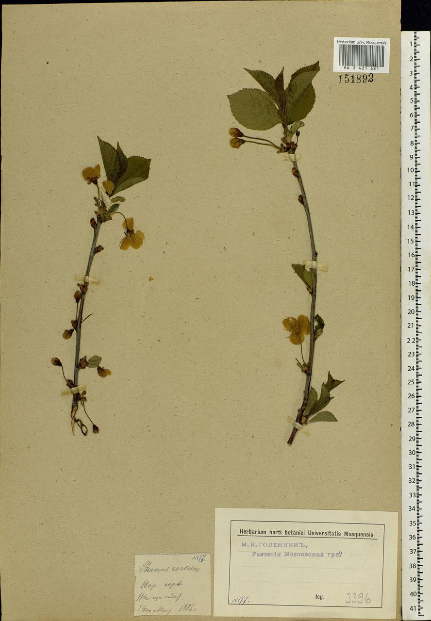 Prunus cerasus subsp. cerasus, Eastern Europe, Moscow region (E4a) (Russia)