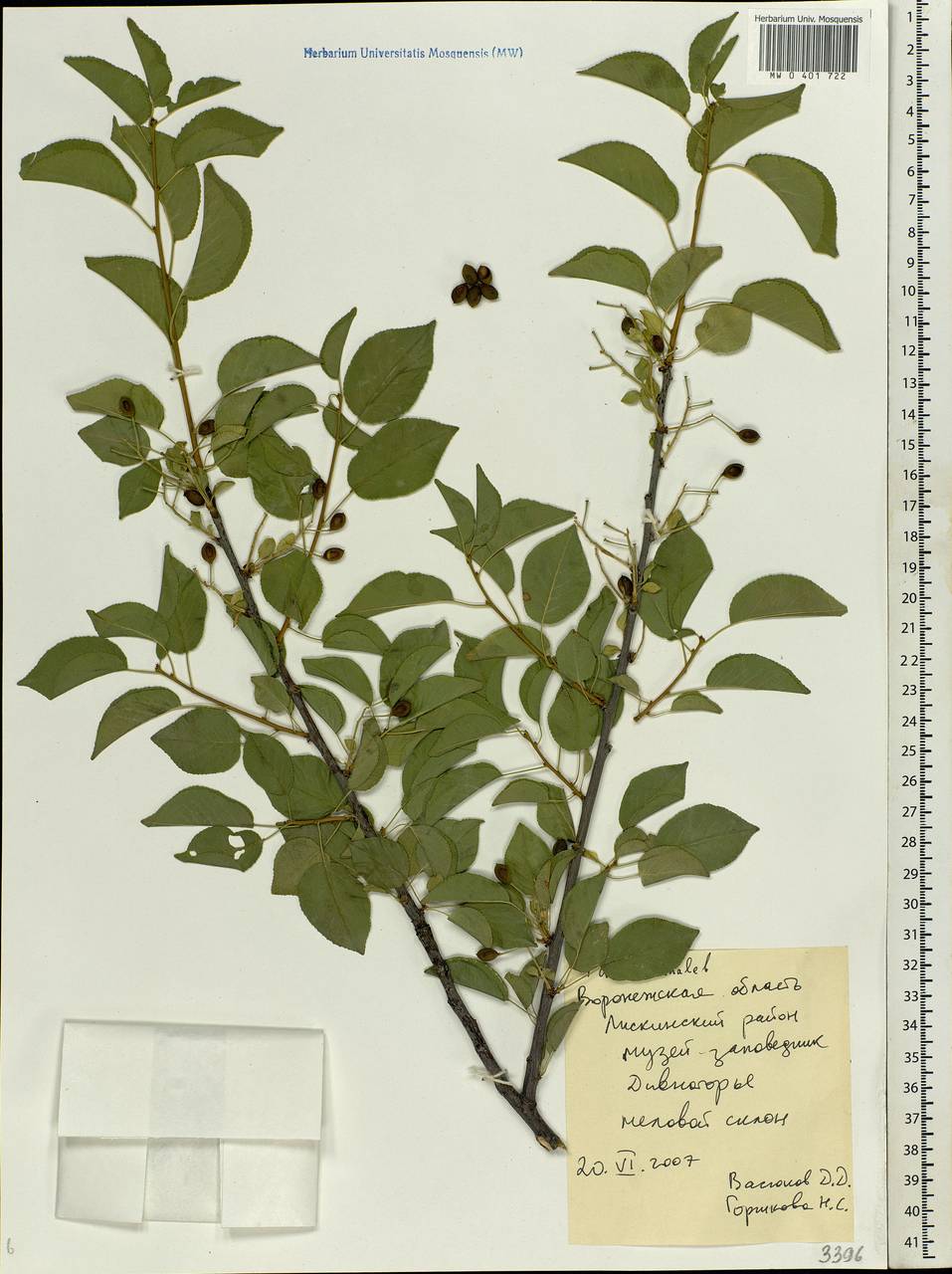Prunus mahaleb L., Eastern Europe, Central forest-and-steppe region (E6) (Russia)